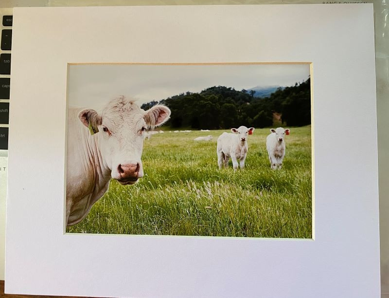 Original Photo/Art-Cows (Lucy's Cottage Studio)