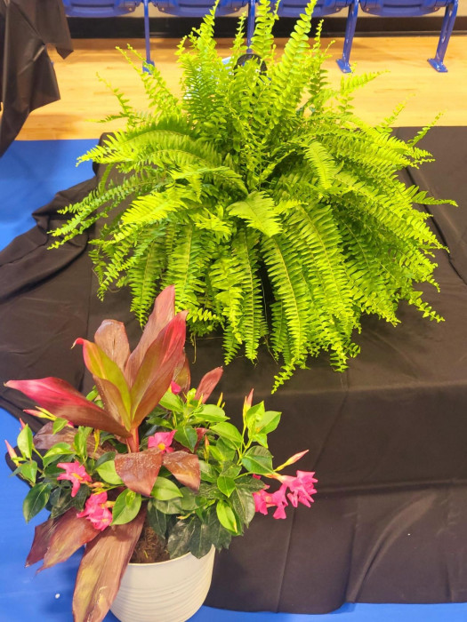 1 Large Fern and a large tropical plant arrangement.