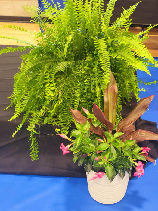 1 large fern and a large pot of tropical plants.