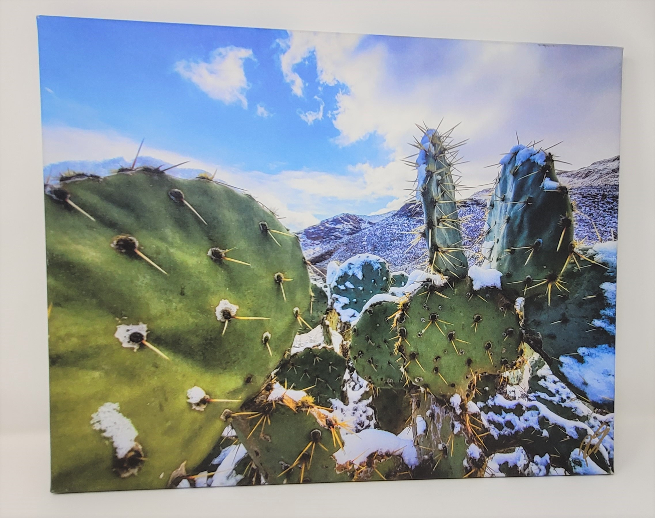 Photograph on stretched canvas- snow on cactus