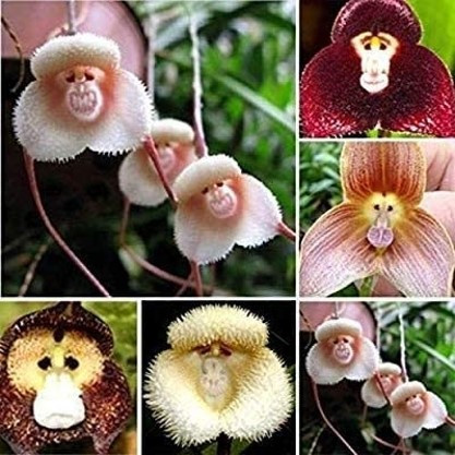 Monkey Face Orchid Seeds (100)